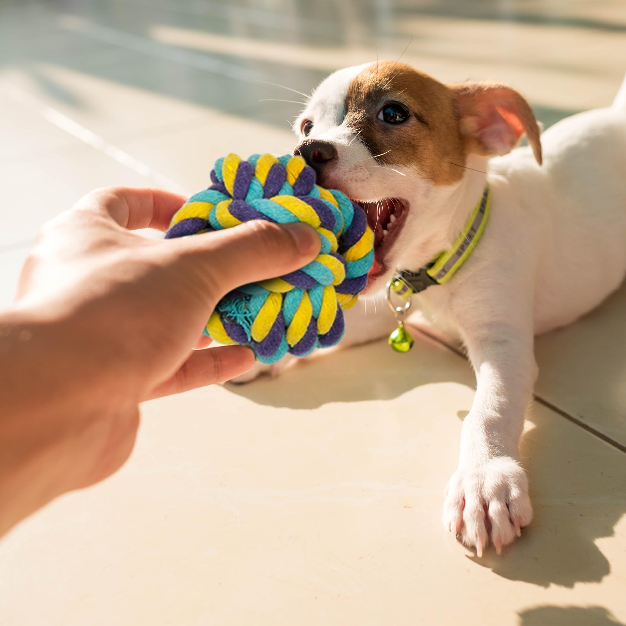 10-Piece Dog Toy Set-Pet Supplies-Fur & Bone-DREIBACH
