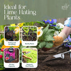 Peat-Free Ericaceous Compost