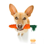 Puppy Teething Toy Set