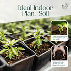 Premium Indoor Potting Mix